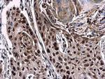 NuMA Antibody in Immunohistochemistry (Paraffin) (IHC (P))