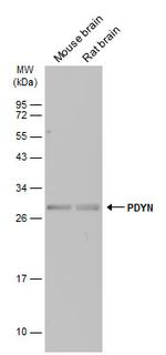 Prodynorphin Antibody in Western Blot (WB)