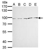 MVP Antibody in Western Blot (WB)