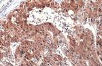 ASL Antibody in Immunohistochemistry (Paraffin) (IHC (P))