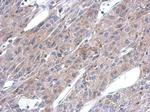 ASL Antibody in Immunohistochemistry (Paraffin) (IHC (P))