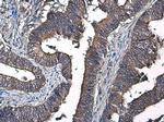 Factor IX Antibody in Immunohistochemistry (Paraffin) (IHC (P))