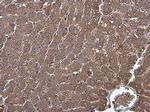 Factor IX Antibody in Immunohistochemistry (Paraffin) (IHC (P))