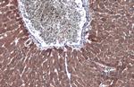 Factor IX Antibody in Immunohistochemistry (Paraffin) (IHC (P))