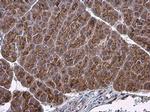 Factor IX Antibody in Immunohistochemistry (Paraffin) (IHC (P))