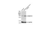 NDUFS1 Antibody in Western Blot (WB)