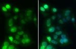 HNF1A Antibody in Immunocytochemistry (ICC/IF)