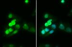 HNF1A Antibody in Immunocytochemistry (ICC/IF)