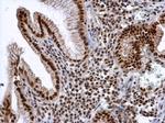 ALY Antibody in Immunohistochemistry (Paraffin) (IHC (P))