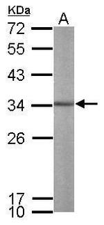 ALY Antibody in Western Blot (WB)