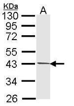 PIM2 Antibody in Western Blot (WB)