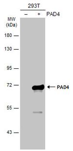 PADI4 Antibody in Western Blot (WB)