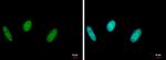 RAD18 Antibody in Immunocytochemistry (ICC/IF)