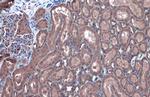 GBA Antibody in Immunohistochemistry (Paraffin) (IHC (P))