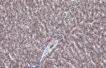 GBA Antibody in Immunohistochemistry (Paraffin) (IHC (P))