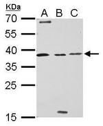 Livin Antibody in Western Blot (WB)