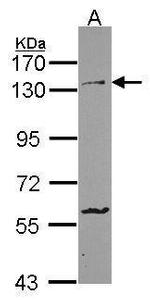 PCDH1 Antibody in Western Blot (WB)