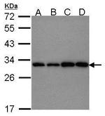 PGAM1 Antibody in Western Blot (WB)