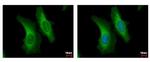 SERPINB6 Antibody in Immunocytochemistry (ICC/IF)