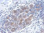 SERPINB6 Antibody in Immunohistochemistry (Paraffin) (IHC (P))