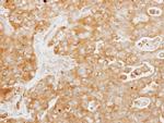 TUFT1 Antibody in Immunohistochemistry (Paraffin) (IHC (P))