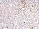 Chromogranin C Antibody in Immunohistochemistry (Paraffin) (IHC (P))