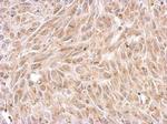 Chromogranin C Antibody in Immunohistochemistry (Paraffin) (IHC (P))