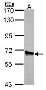 ACOX3 Antibody in Western Blot (WB)