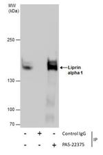 PPFIA1 Antibody in Immunoprecipitation (IP)