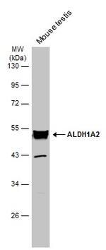 ALDH1A2 Antibody in Western Blot (WB)