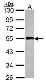 GYG2 Antibody in Western Blot (WB)