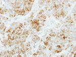 KYNU Antibody in Immunohistochemistry (Paraffin) (IHC (P))