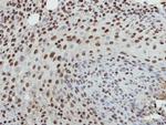 Histone H3.3 Antibody in Immunohistochemistry (Paraffin) (IHC (P))