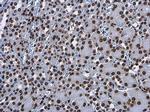 Histone H3.3 Antibody in Immunohistochemistry (Paraffin) (IHC (P))