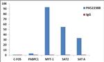 Histone H3.3 Antibody