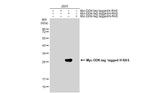 H-Ras Antibody in Western Blot (WB)