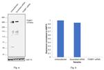 53BP1 Antibody