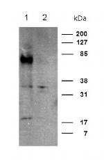 CRTH2 Antibody in Western Blot (WB)