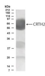 CRTH2 Antibody in Western Blot (WB)