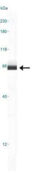 ACSL1 Antibody in Western Blot (WB)