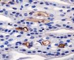 AGR2 Antibody in Immunohistochemistry (Paraffin) (IHC (P))