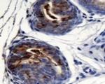 AGR2 Antibody in Immunohistochemistry (Paraffin) (IHC (P))