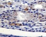 AGR2 Antibody in Immunohistochemistry (Paraffin) (IHC (P))