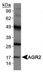 AGR2 Antibody in Western Blot (WB)