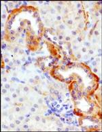 GLUT9 Antibody in Immunohistochemistry (Paraffin) (IHC (P))