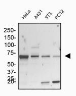 GRP78 Antibody in Western Blot (WB)