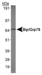 GRP78 Antibody in Western Blot (WB)