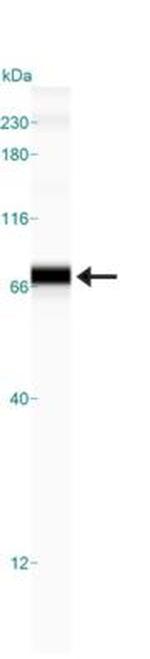 GRP78 Antibody in Western Blot (WB)