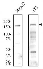 JMJD3 Antibody in Western Blot (WB)