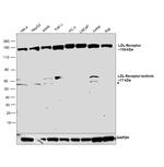 LDLR Antibody in Western Blot (WB)